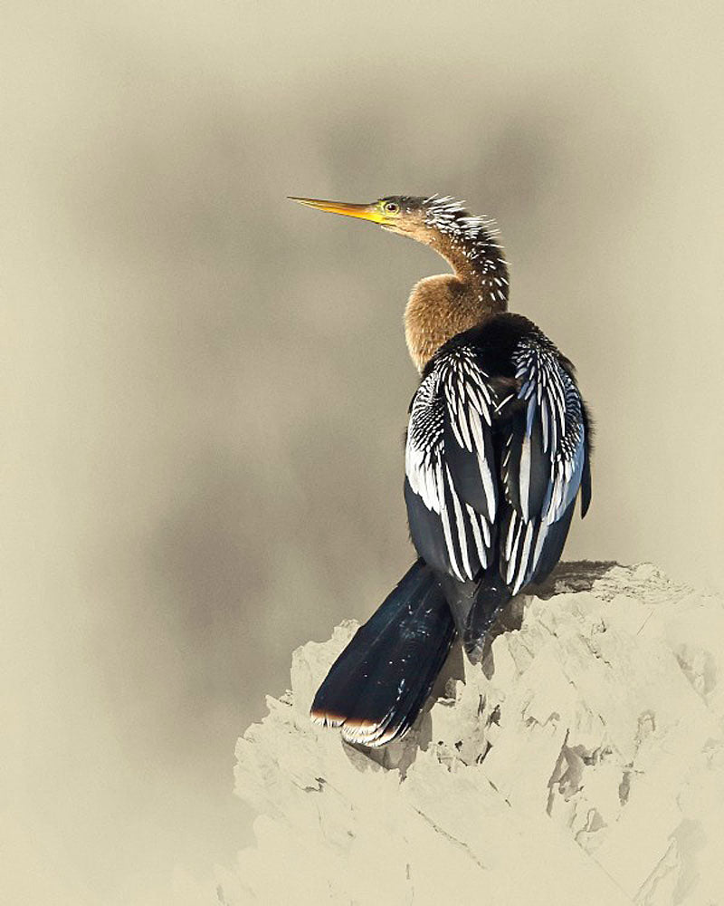 Anhinga Bird Art Prints by James Brown