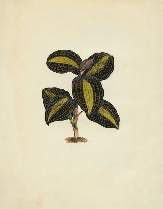 Anoectochilus Xanthophyllus Print