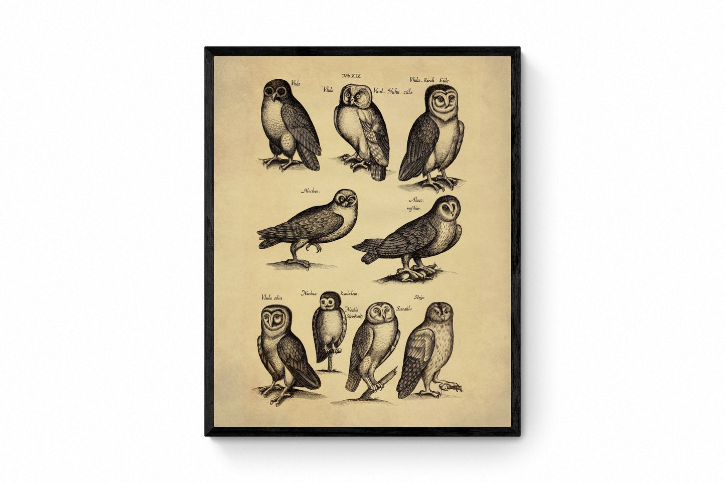 Owls Print dated 1650