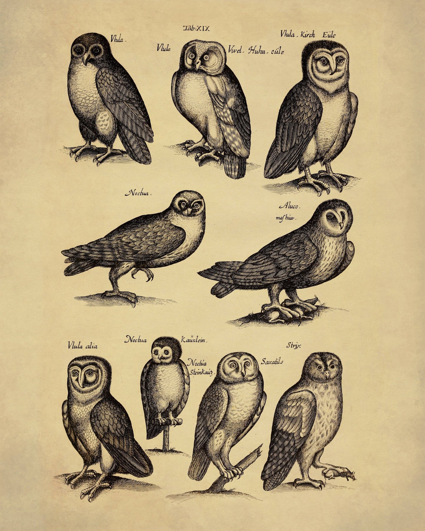 Owls Print dated 1650