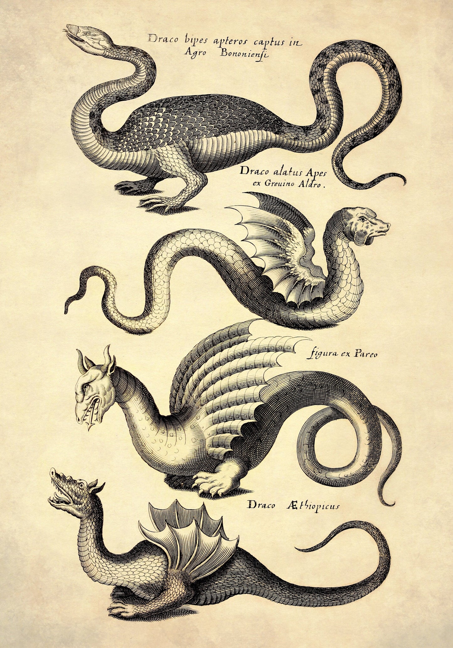 Dragons Print dated 1650