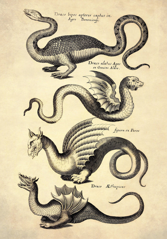 Dragons Print dated 1650